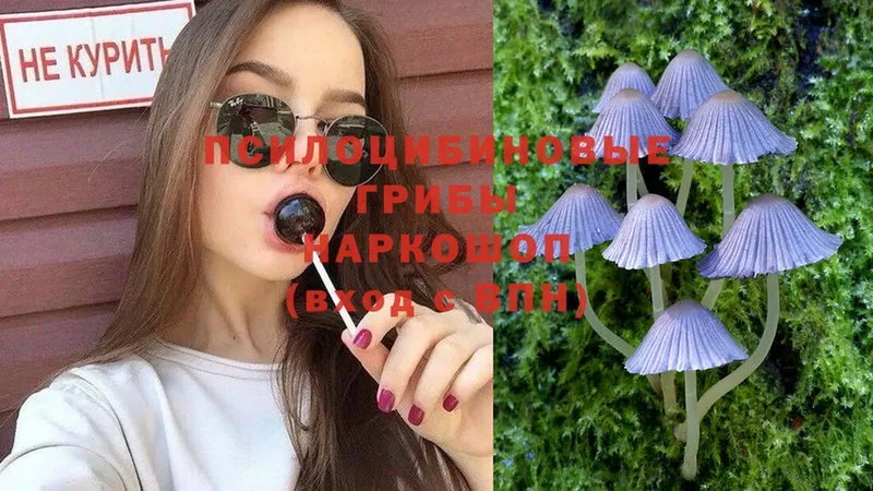 продажа наркотиков  Благодарный  Псилоцибиновые грибы Psilocybe 